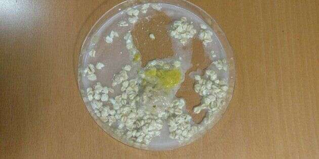 Vivre avec un BLOB, cet organisme unicellulaire jaune et visqueux, est une expérience fascinante.