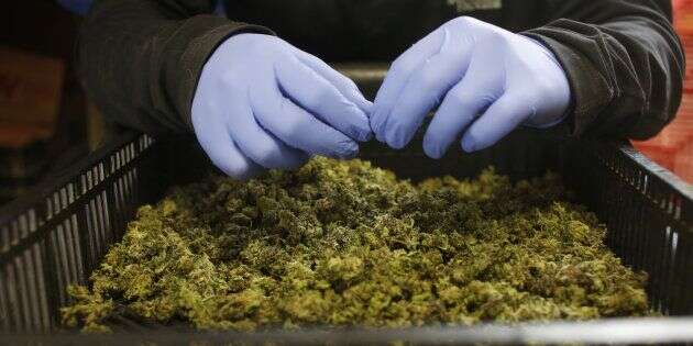 Comment la régulation du cannabis permettrait des politiques en matière de drogues plus efficaces. REUTERS/Nir Elias