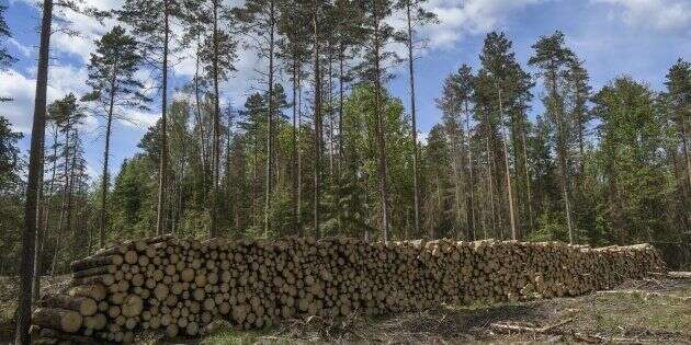 Bialowieza: La Pologne accusée d'avoir détérioré l'une des dernières forêts primaires d'Europe