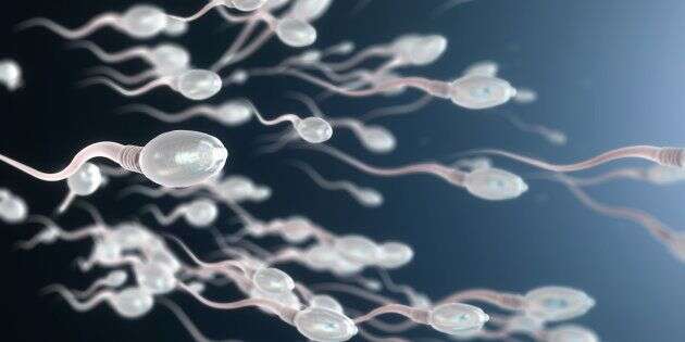 Meilleure qualité de sperme en mangeant des noix? Des chercheurs nous le démontrent dans une étude