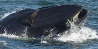 Le plongeur Rainer Schimpf a été avalé puis recraché par une baleine en Afrique du Sud, en février 2019