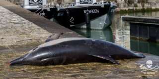 Ce cadavre de dauphin s'est retrouvé sur le port de La Rochelle pour la bonne cause