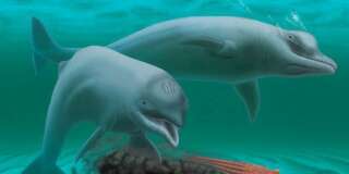 Un dauphin minuscule, sans dents et avec de la moustache a été découvert