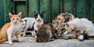 Photo prétexte. Un groupe de chats à La Havane.