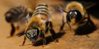 Les abeilles comprennent le concept de zéro
