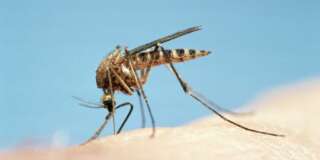 Mosquito (Culicidae sp) feeding, close-up
