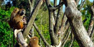 Les trois babouins du zoo de Vincennes retrouvés, le parc rouvre ses portes.