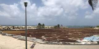 Les plages de Guadeloupe, des îles du Sud et de Martinique sont envahies par les algues depuis plusieurs mois.