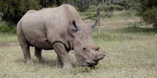 Le dernier mâle rhinocéros blanc du Nord est mort
