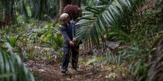 Une huile de palme 'durable' comme l'affirme Total, c'est possible ?
