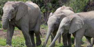Un chasseur d'éléphant tué par un éléphant