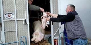 Le gouvernement va étendre le délit de maltraitance animale aux abattoirs