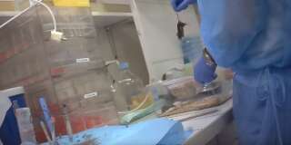 Cette vidéo en caméra cachée alerte sur le sort des souris de laboratoire en France