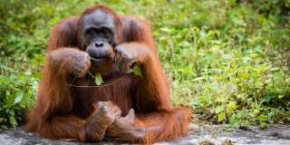 Consommer durable n'est pas qu'une tendance, ça peut aussi sauver des orangs-outans.