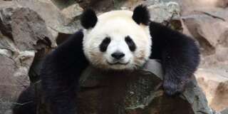 Des pandas perdent leurs tâches noires et personne ne sait pourquoi