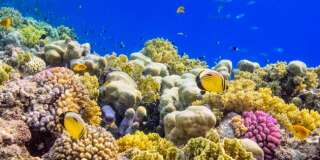 3 raisons qui devraient nous convaincre de tout faire pour préserver les coraux.