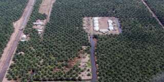 Une plantation d'huile de palme en Indonésie.