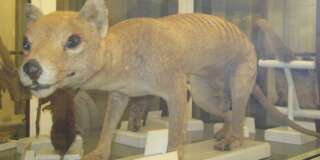Stuffed Tasmanian tiger from the Zoological Musuem in Firenze. Exticnt since 1934.