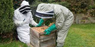 Beekeepers in protective suits