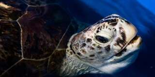 En théorie, la tortue marine aurait dû vivre encore une soixantaine d'années.