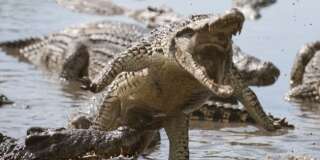 attack crocodile. cuban...