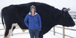 Dozer, un bœuf canadien, pourrait bien voler la vedette à Knickers la vache géante