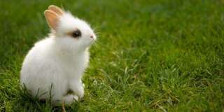 A very young white bunny in the green grass