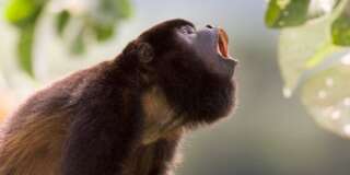 Panama, Soberania National Park, black howler monkey (Alouatta pigra)