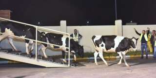 Le Qatar continue d'importer des vaches laitières par milliers et par avion.