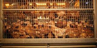 Carrefour va arrêter de vendre des œufs de poules élevées en cage