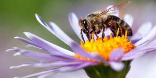 Les abeilles disparaissent et il est urgent d'agir: voici six plantes pour jardin et balcon, qui attireront les butineuses.