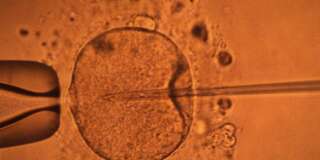 Après la Chine, les États-Unis modifient les gènes d'un embryon humain pour la première fois