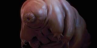 Close-up view of a single Water Bear (Tardigrades).