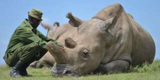 Le plan un peu fou de scientifiques pour sauver les rhinocéros blancs du Nord