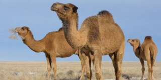 three dromedary camels in...