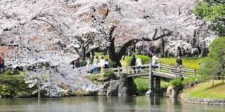 Cherry Blossoms in Koishikawa Korakuen