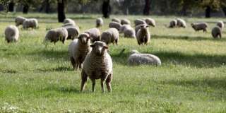 En Nouvelle-Zélande, on élève des moutons qui pètent et rotent moins (pour sauver la planète)