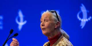 Dame Jane Goodall attends a panel on