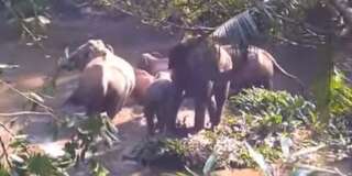 Secouru par des forestiers, cet éléphanteau a pu retrouver sa maman et son troupeau