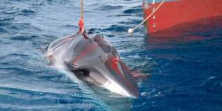 L'Islande arrête de chasser cette baleine car ce n'est plus rentable (ici, en 2018, une baleine de Minke est harponnée par un navire japonais)