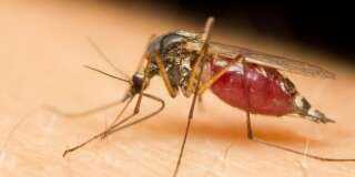 Le moustique tue chaque année plus de 400.000 personnes.