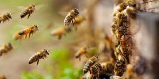 Un virus de l'aile déformée, nouvelle menace pour les abeilles