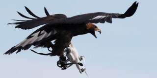 Les aigles chasseurs de drone font un flop aux Pays-Bas
