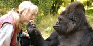 Koko, la célèbre gorille qui parlait la langue des signes, est morte