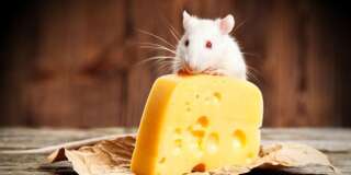 Quand les souris boivent, le fromage y passe.