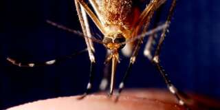 Le chikungunya est de retour en France: un cas contracté dans le Var
