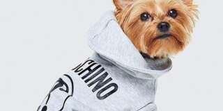 Vous allez pouvoir acheter des vêtements pour chiens chez H&M