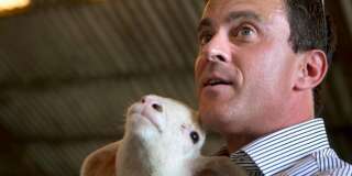 Pendant sa campagne pour la primaire de 2012, Manuel Valls en visite dans la ferme de François Brun, en 2011, à Ensisheim. En 2012, un sondage Ifop révélait que pour un tiers des citoyens, les propositions des candidats en matière de protection animale pourraient influencer leur vote.
