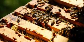 La justice suspend deux pesticides soupçonnés de nuire aux abeilles (Image d'illustration)