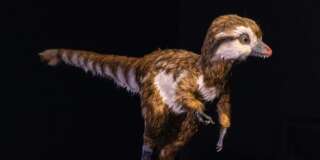 Un tyrannosaure âgé de quelques semaines, modélisé par le Muséum d'Histoire Naturelle de New-York.
